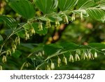 Small photo of Polygonatum multiflorum, the Solomon's seal, David's harp, ladder-to-heaven or Eurasian Solomon's seal, is a species of flowering plant in the family Asparagaceae.