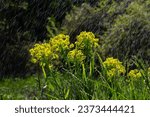 Small photo of Euphorbia cyparissias, cypress spurge greenish flowers closeup selective focus.