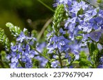 Small photo of Closeup on the brlliant blue flowers of germander speedwell, Veronica prostrata growing in spring in a meadow, sunny day, natural environment.