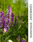 Small photo of Vetch, vicia cracca valuable honey plant, fodder, and medicinal plant. Fragile purple flowers background. Woolly or Fodder Vetch blossom in spring garden