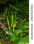 Cuckoopint or arum maculatum...