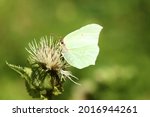 White cabbage butterfly on a flower. High quality photo. Selective focus
