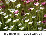 Braun butterfly with closed wings on a white flower. High quality photo.. Selective focus