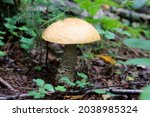 A forest brown mushroom in a natural background . High quality photo
