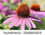 Blooming rose echinacea with a...
