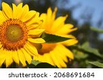 Beautiful Sunflower On A Sunny...