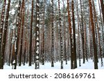 Winter scenery with pine forest covered with white snow. Selective focus. 
