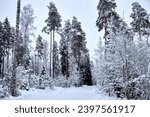 A road in a winter forest with trees and rad covered of white fluffy snow, selective focus. High quality photo