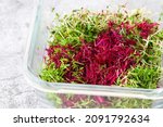 Small photo of Amaranth micro herbs. Sprouting Micro greens. Seed Germination at home. Vegan and healthy eating concept. Sprouted amaranth Seeds, Micro greens. Growing sprouts. Green living concept. Organic food.