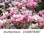 Small photo of magnolia tree blossom in springtime. tender pink flowers bathing in sunlight. warm april weather. Blooming magnolia tree in spring, internet springtime banner. Spring floral background.