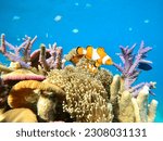 Underwater photo coral garden with orange nemo clownfish in Karimun Jawa - Indonesia. Nemo fish living and swimming in their anemone home among colorful coral.