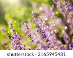 gardening, botany and flora concept - beautiful lavender flowers blooming in summer garden