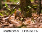 Common Agouti Photographed At...