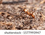 Small photo of Army Ant photographed in Linhares, Espirito Santo. Southeast of Brazil. Atlantic Forest Biome