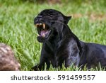 Male Black Jaguar  Panthera...