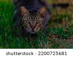 Portrait Cat In Grass Close Up