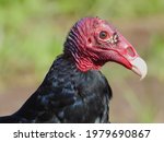 Turkey Vulture Closeup ...