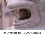 Small photo of Cannonball in a mouth of marble lion statue