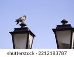 Pigeon On Lamppost In The City