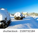 Snow Bush Thuja With A Thick...