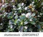 Small photo of Alternanthera caracasana is a species of flowering plant in the family Amaranthaceae known by the common names khakiweed , washing lady, and mat chaff flower 