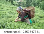 Small photo of Rongli Rangliot, West Bengal India- July 28 2023:Tea garden workers plucking tea leaves in tea garden of Darjeeling. Only women can pluck tea leaves.