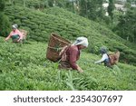 Small photo of Rangli Rangliot, West Bengal India - July 28 2023: Tea garden workers plucking tea leaves during the monsoon at Darjeeling hills. Only female workers can pluck tea leaves