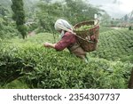 Small photo of Rangli Rangliot, West Bengal India - July 28 2023: Tea garden workers plucking tea leaves during the monsoon at Darjeeling hills. Only female workers can pluck tea leaves