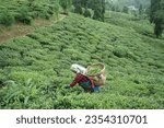 Small photo of Rangli Rangliot, West Bengal India-july 29 2023: Tea garden workers plucking tea leaves at Darjeeling hills during monsoon. Only female workers can pluck tea leaves.