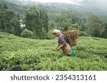 Small photo of Rangli Rangliot, West Bengal India-july 28 2023: Tea garden workers plucking tea leaves in Darjeeling hills during monsoon. Only female workers can pluck tea leaves.