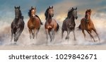 Horse Herd Run Fast In Desert...