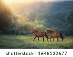 Horse Herd Run In Sunlightwith...