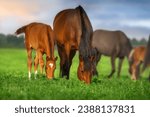 Small photo of A herd of horses graze on a green meadow