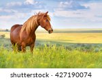 Red horse with long mane in flower field against  sky