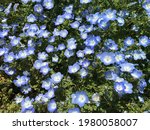 Small photo of Hemophilia flowers blooming in the sun