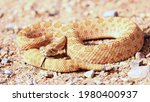 a beautiful rattlesnake in the... | Shutterstock . vector #1980400937