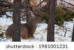 this is a deer sitting in snow... | Shutterstock . vector #1981001231