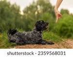 Dog training, cute black maltipoo dog doing tricks in the park, smart dog follows commands to lay down and stay 