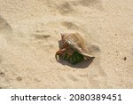 Small photo of This is a land hermit crab on the beach at Chantaburi, Thailand. Close-up hermit crab.