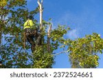 Small photo of Professional arborist in safety gear climbs a maple tree with yellow autumn leaves, preparing to prune or cut it down.
