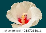 Small photo of hibiscus syriac flower for background.delicate burgundy white bud of hibiscus syriac macro isolated