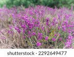 Purple Flowers Og Calluna...