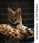 A Serval Cat Laying On The...