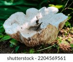 A Thick Flower Shape Mushroom