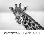 Portrait Of Giraffe In Black...
