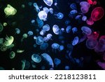 Common jellyfish in aquarium lit by blue light, Colorful Jellyfish underwater. Jellyfish moving in water.
