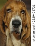 Small photo of Headshot of a Basset Hound in a dog competition event in Jakarta. Basset Hound is a short-legged breed of dog in the hound family. .