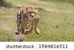 Cheetah Acinonyx Jubatus  Adult ...