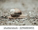 Small photo of the snail and his lifelong journey