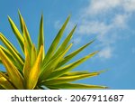 Small photo of Yucca aloifolia or Spanish bayonet succulent plants on a blue sky background.Popular ornamental tropical succulents concept.Selective focus.